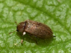 Byturus unicolor