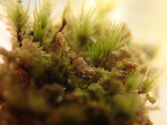 Lophoziopsis excisa