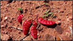 Hoffmannseggia doellii