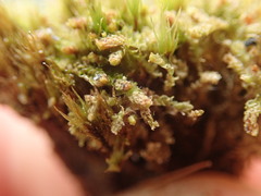 Lophoziopsis excisa