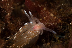 Facelina bostoniensis