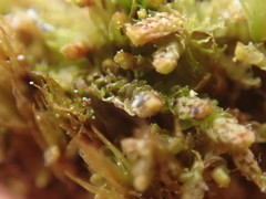 Lophoziopsis excisa