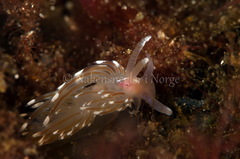 Facelina bostoniensis