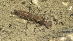 Polycanthagyna melanictera