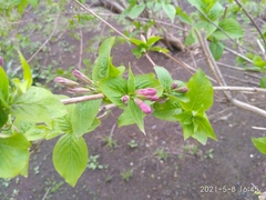Weigela praecox