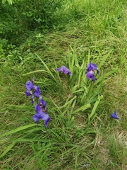 Iris pallida illyrica