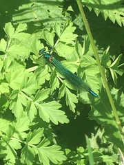 Calopteryx splendens