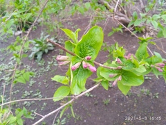 Weigela praecox