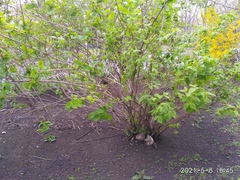 Weigela praecox
