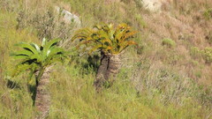 Encephalartos longifolius