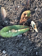 Druon quercuslanigerum