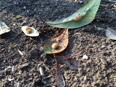 Druon quercuslanigerum