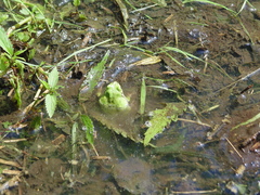 Hyla japonica