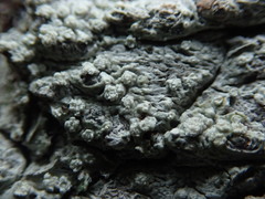 Pertusaria subambigens