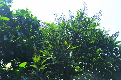 Semecarpus cuneiformis