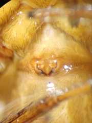 Dendrolycosa
