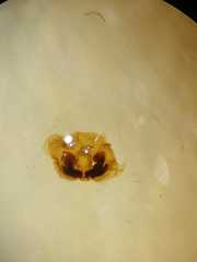 Dendrolycosa