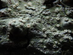 Pertusaria subambigens