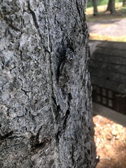 Prionoxystus macmurtrei