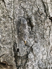 Prionoxystus macmurtrei