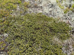 Empetreae