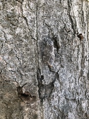 Prionoxystus macmurtrei