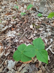 Trillium erectum