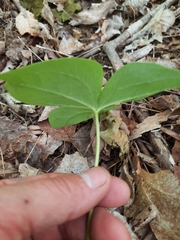 Trillium erectum