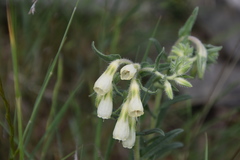 Onosma echioides dalmatica