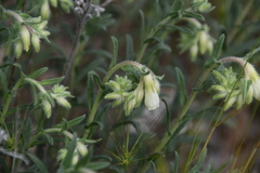 Onosma echioides dalmatica