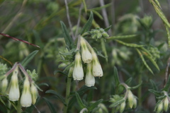 Onosma echioides dalmatica