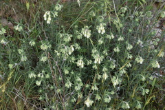 Onosma echioides dalmatica