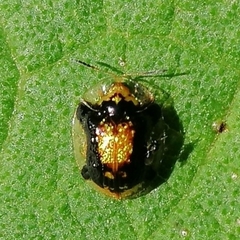 Cteisella ramosa