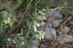 Onosma echioides dalmatica