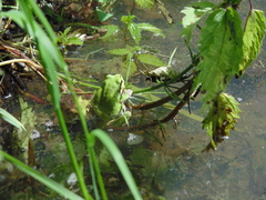 Hyla japonica