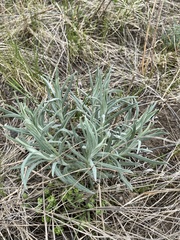 Saussurea salicifolia