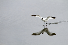 Recurvirostra avosetta