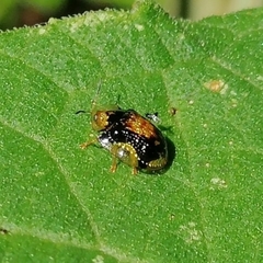 Cteisella ramosa