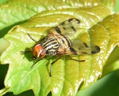 Otites porcus