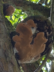 Phellinus alni