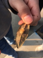 Druon quercuslanigerum