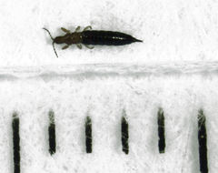 Carientothrips loisthus