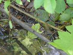 Hyla japonica