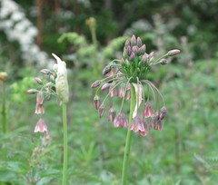 Allium