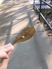 Druon quercuslanigerum