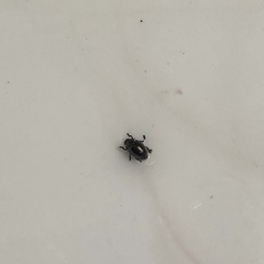 Coleoptera