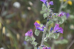 Echium vulgare pustulatum
