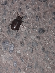 Coleoptera
