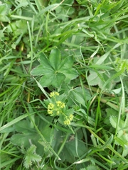 Alchemilla