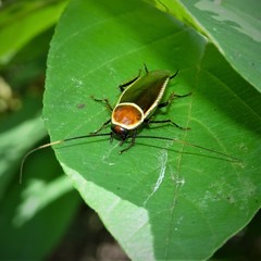 Pseudomops septentrionalis